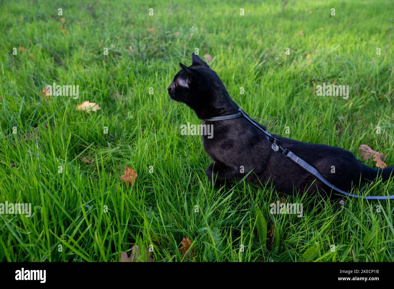 Black cat on a leash  in the green grass on a meadow Stock Photo
