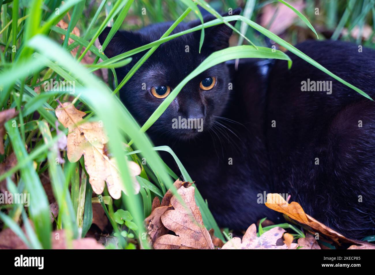 Black cat  sits in the green grass on a meadow Stock Photo