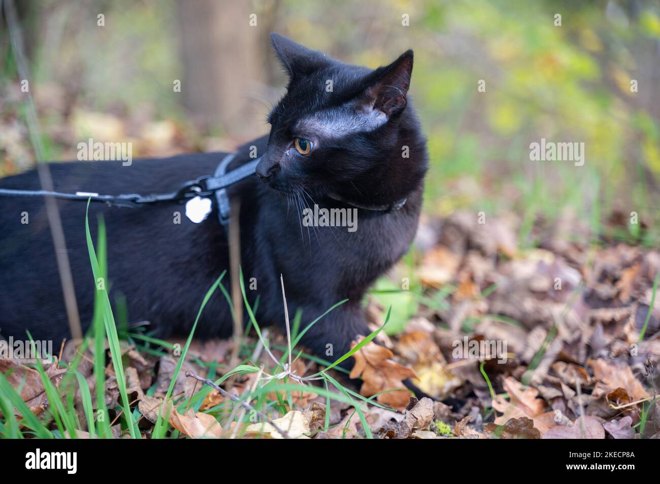 A black cat on a leash in nature at autumn time Stock Photo