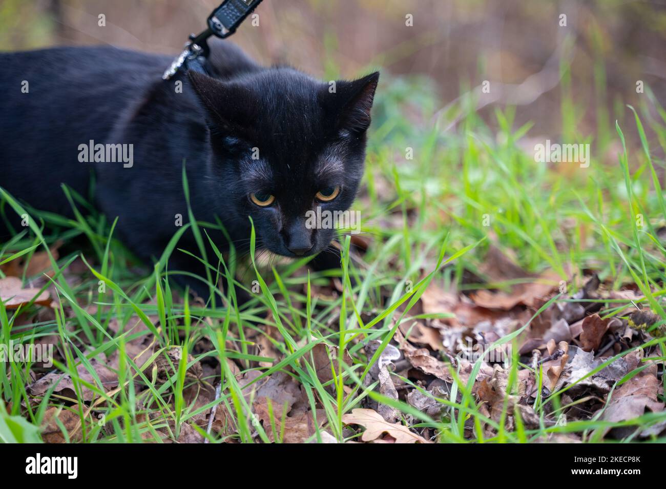 A black cat on a leash in nature at autumn time Stock Photo