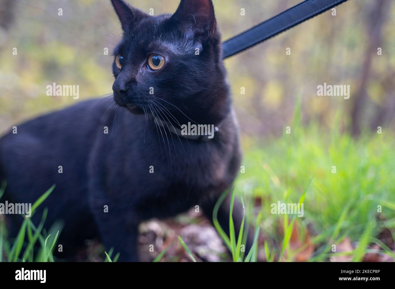 A curious black cat on a leash discovers nature Stock Photo