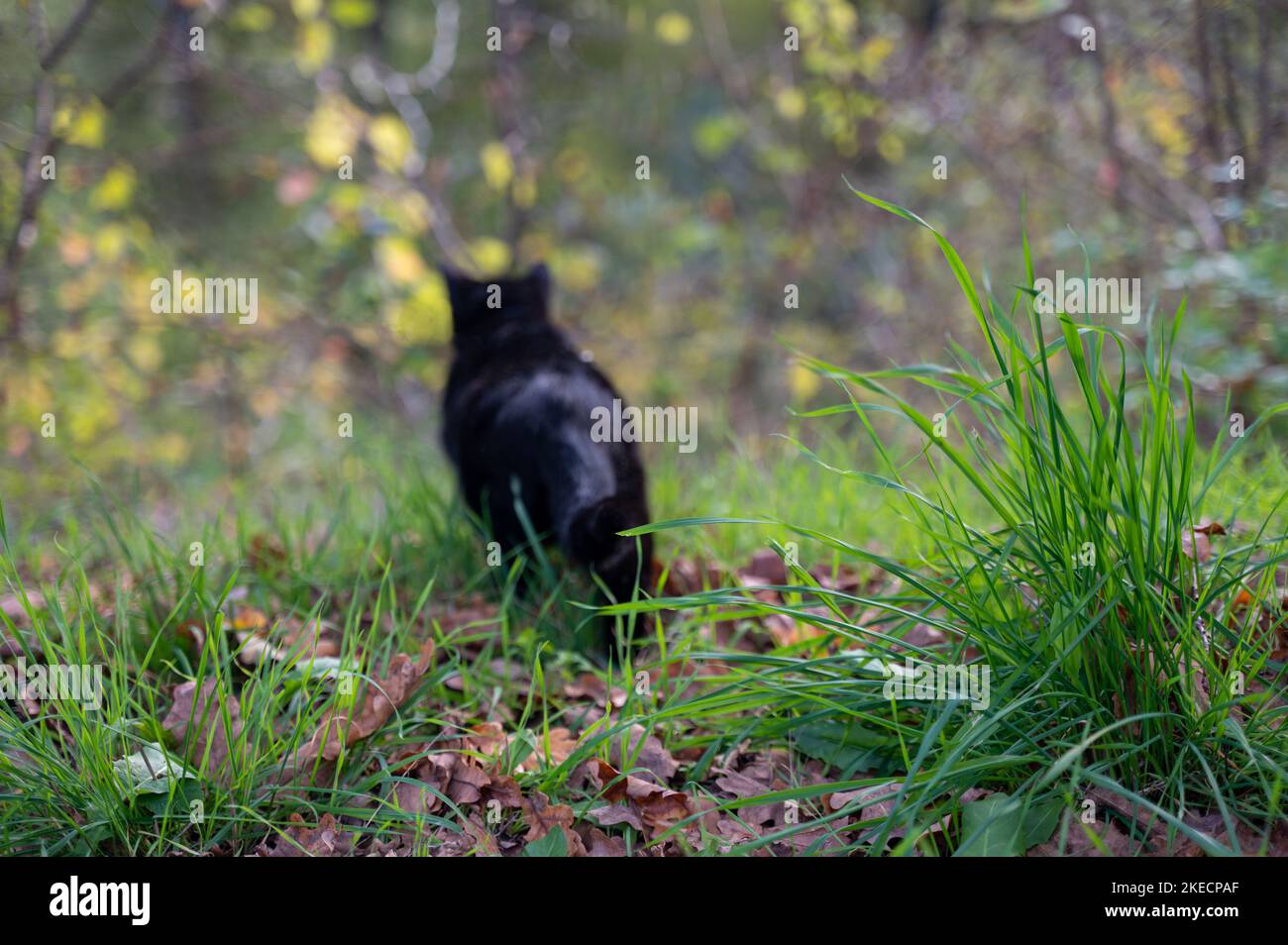 A blurred black cat  discovers nature, green grass in the foreground Stock Photo