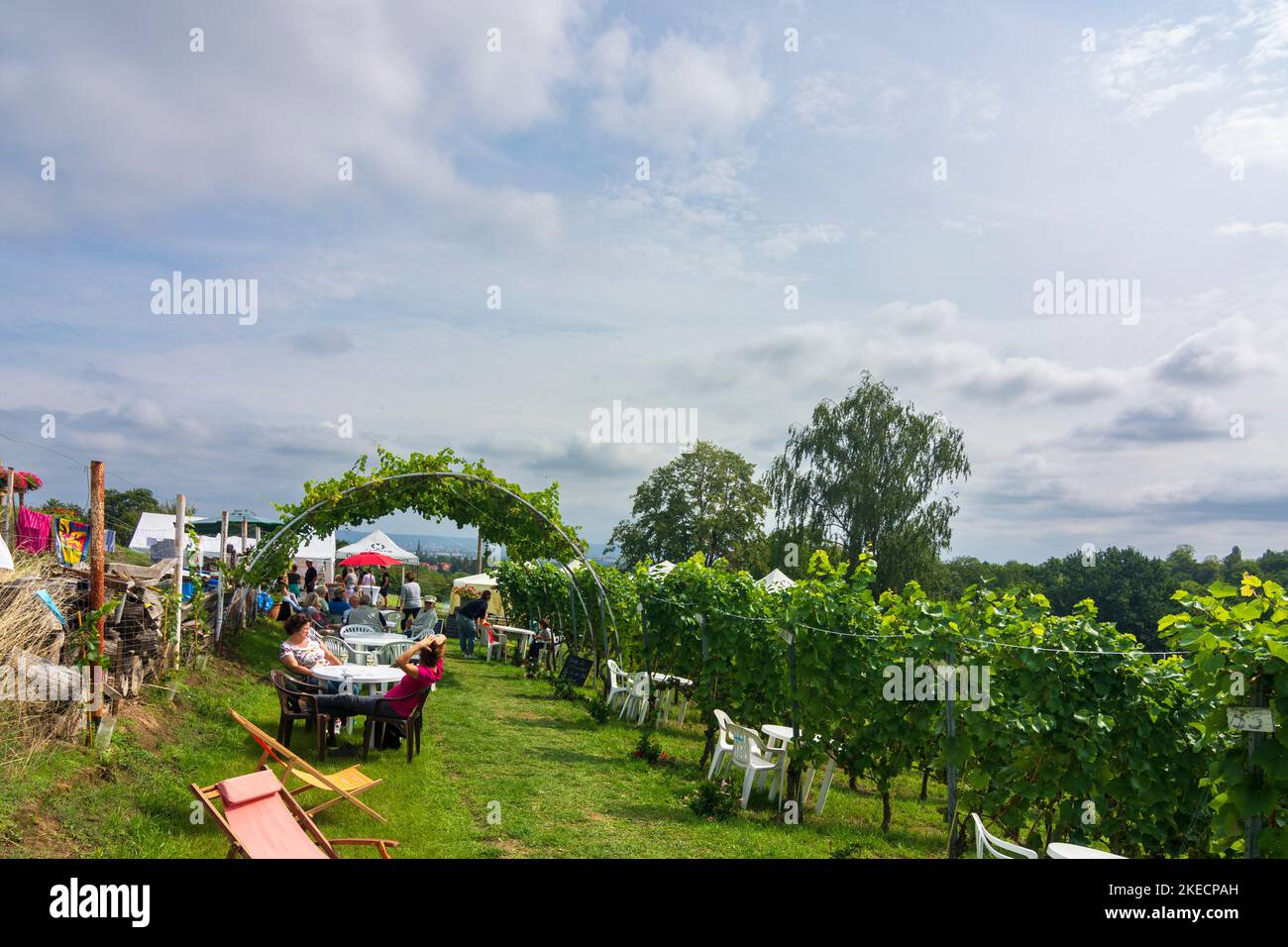 Dresden, vineyard at district Merbitz above valley Zschonergrund in Sachsen, Saxony, Germany Stock Photo