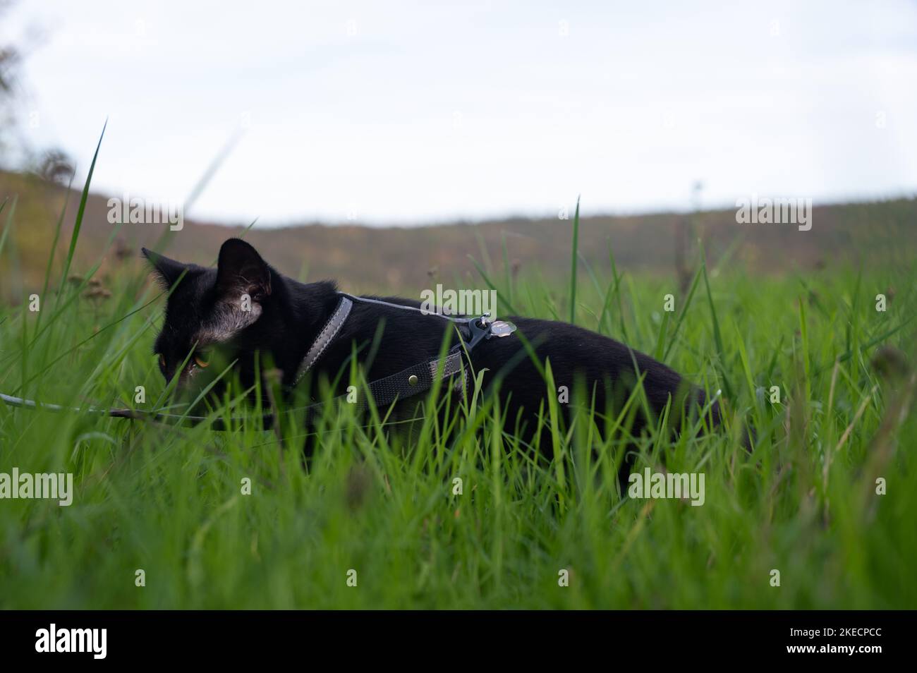 Black cat on a leash sits in the green grass on a meadow Stock Photo