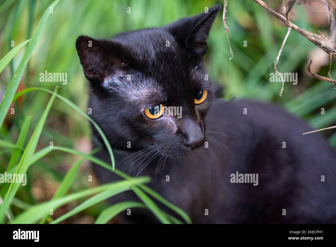 Black cat sits in the green grass on a meadow Stock Photo