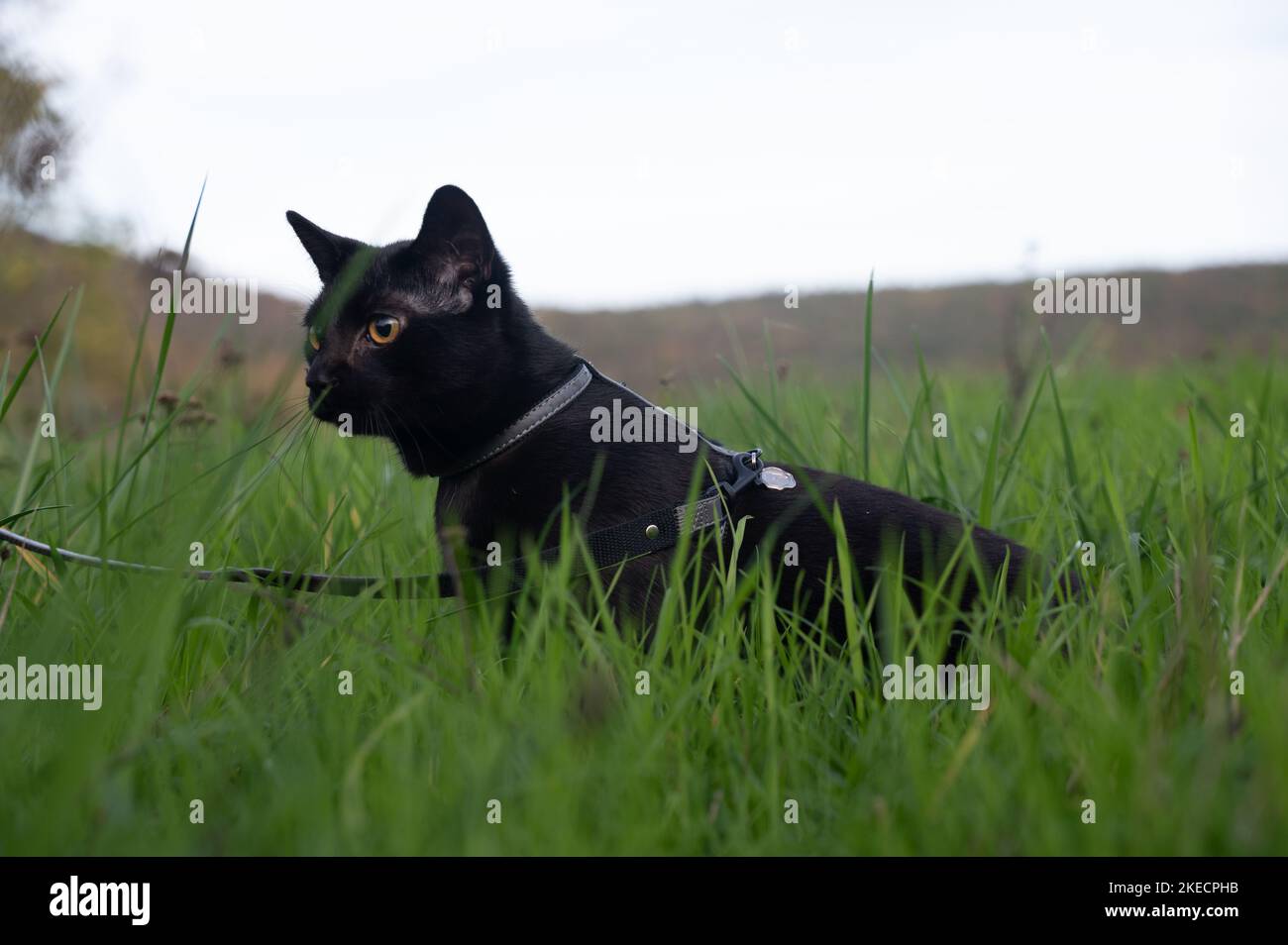 Black cat on a leash sits in the green grass on a meadow Stock Photo