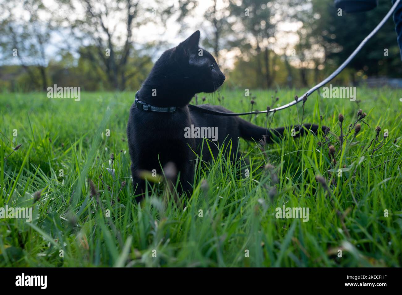 Black cat on a leash in the green grass on a meadow Stock Photo