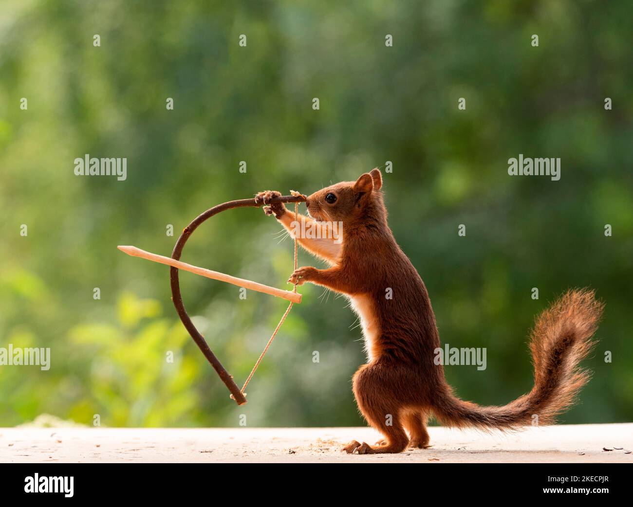 Squirrel and arrow hi-res stock photography and images - Alamy