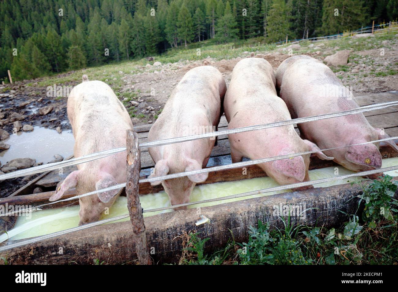 Pigs at the feeding trough, evening on the Spitzner Alm in the Ulten Valley, South Tyrol Stock Photo