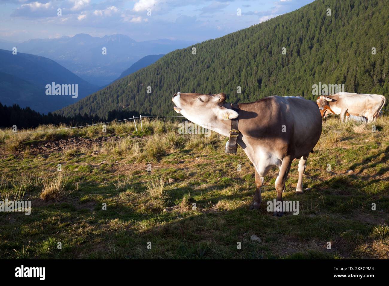roaring cow on Spitzner alpine pasture in Ultental valley, South Tyrol Stock Photo