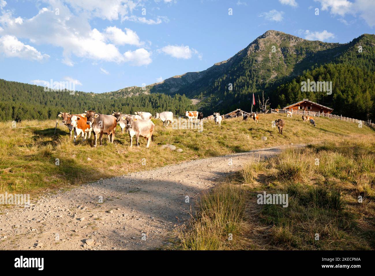 Cattle on the Spitzner Alm in the Ulten Valley, South Tyrol Stock Photo
