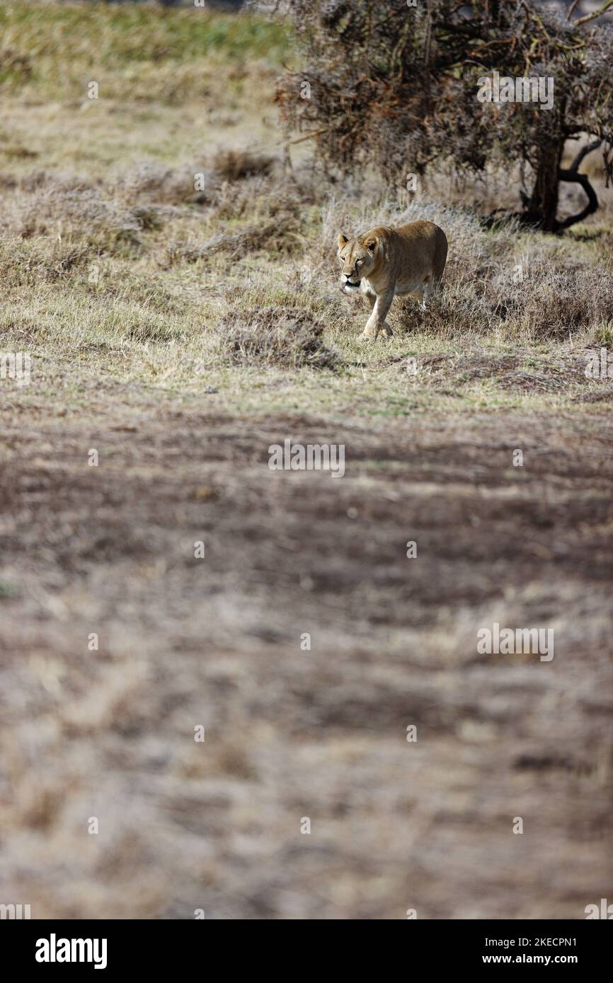 A female lion walking in the grass in Lewa Conservancy, Kenya Stock ...