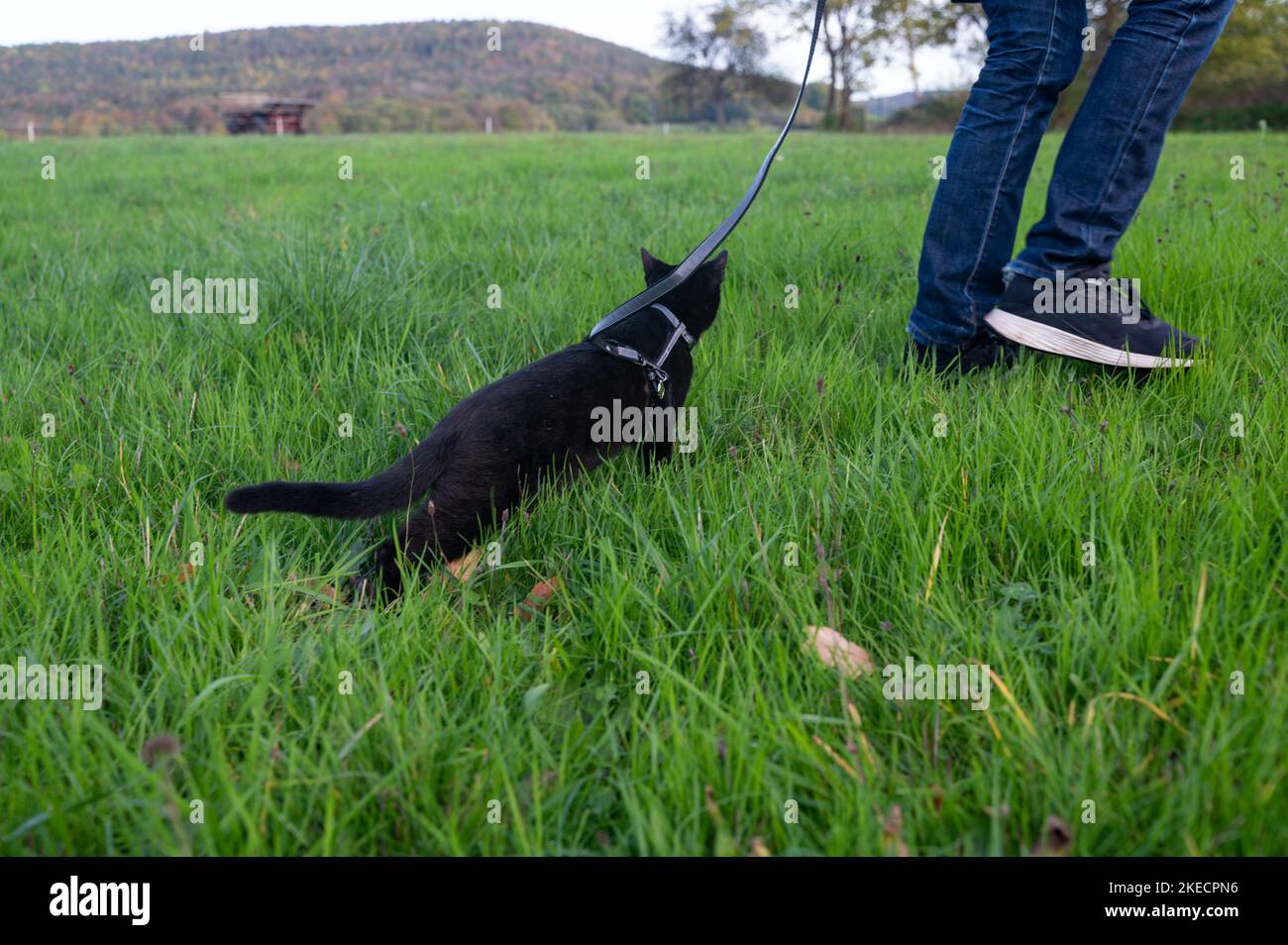 Black cat walks with his master on a leash on a green meadow Stock Photo