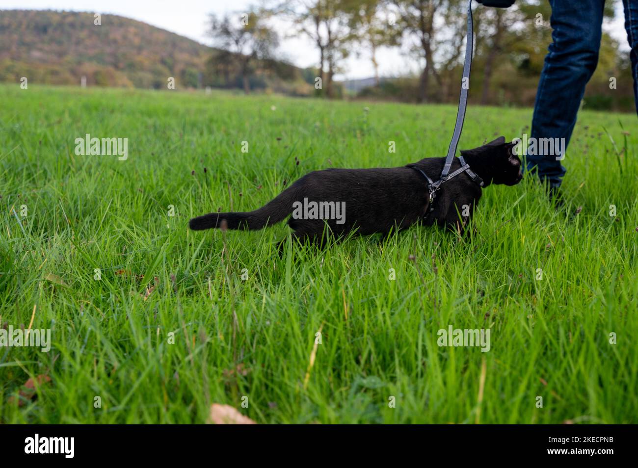 Black cat walks with his master on a leash on a green meadow Stock Photo