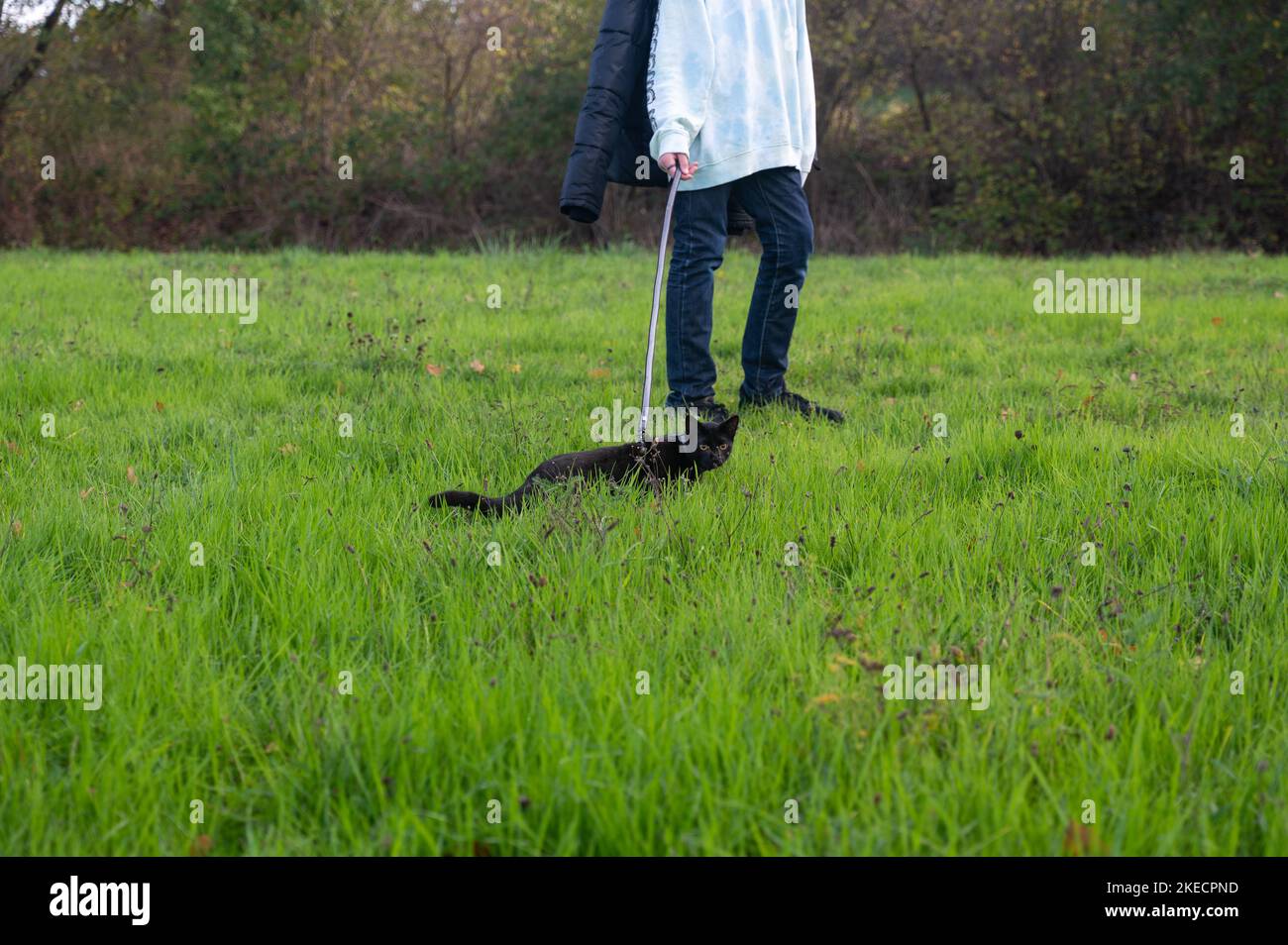 Black cat walks with his master on a leash on a green meadow Stock Photo