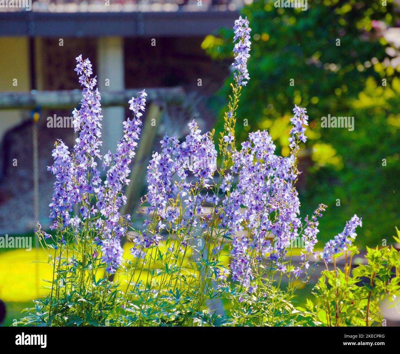 flowering delphinium perennial in South Tyrol Ulten Valley Stock Photo