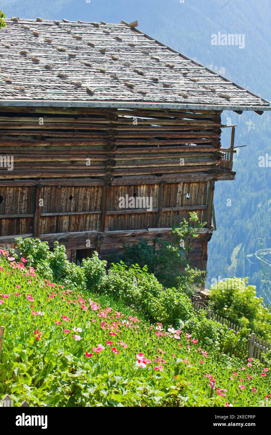 Poppy field and old barn on steep mountain slope in South Tyrolean Ulten Valley Stock Photo