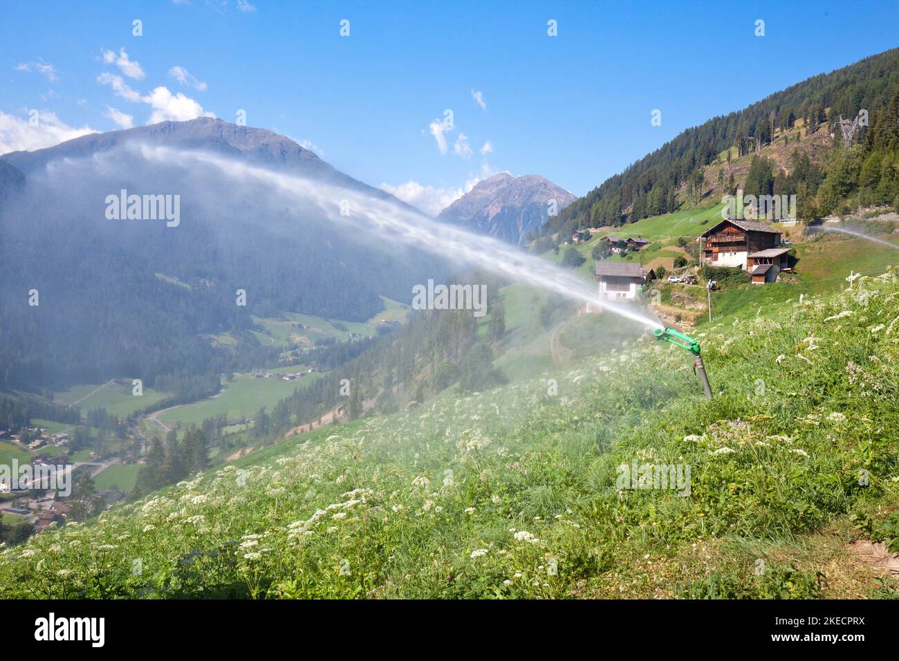 Watering of mountain meadows and forage meadows in the South Tyrolean Ulten Valley Stock Photo