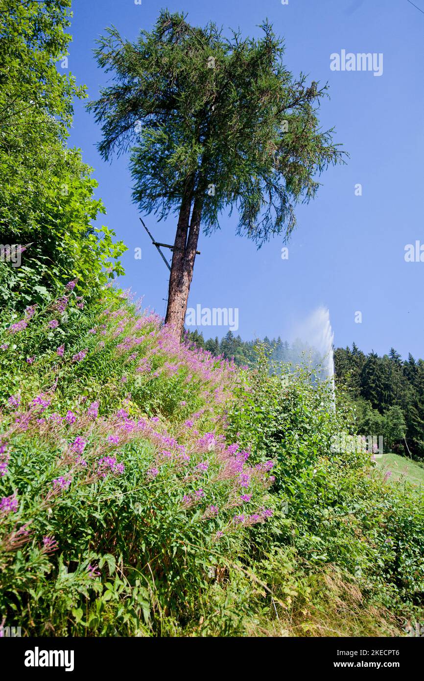red flowers in front of coniferous tree on steep slope in South Tyrolean Ulten Valley Stock Photo