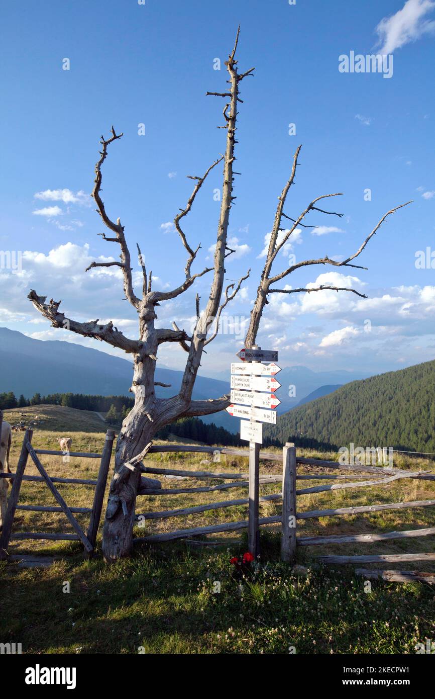 Signpost next to bare tree on the Spitzner Alm in the Ulten Valley, South Tyrol Stock Photo
