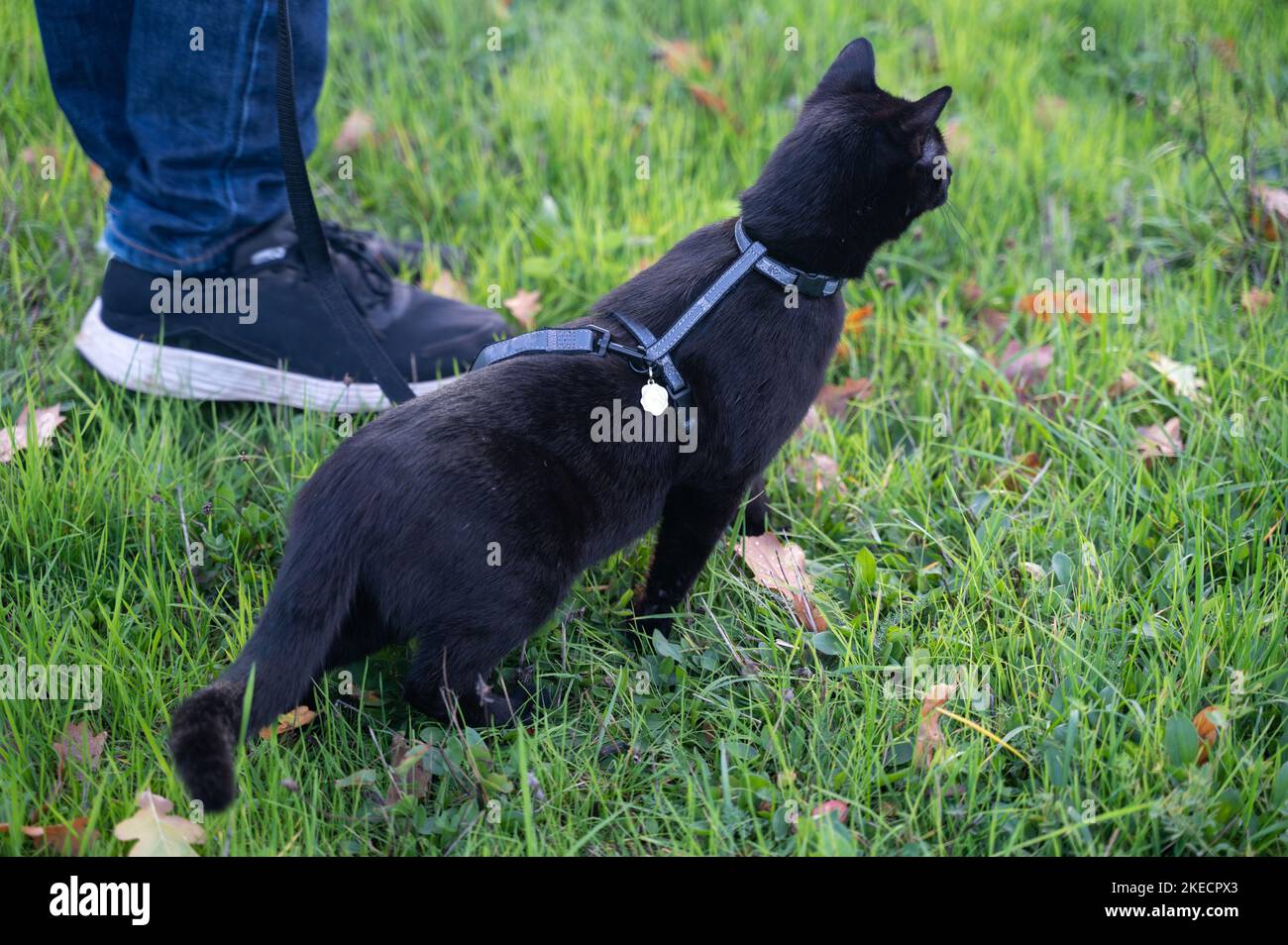 Black cat walks with his master on a leash on a green meadow Stock Photo