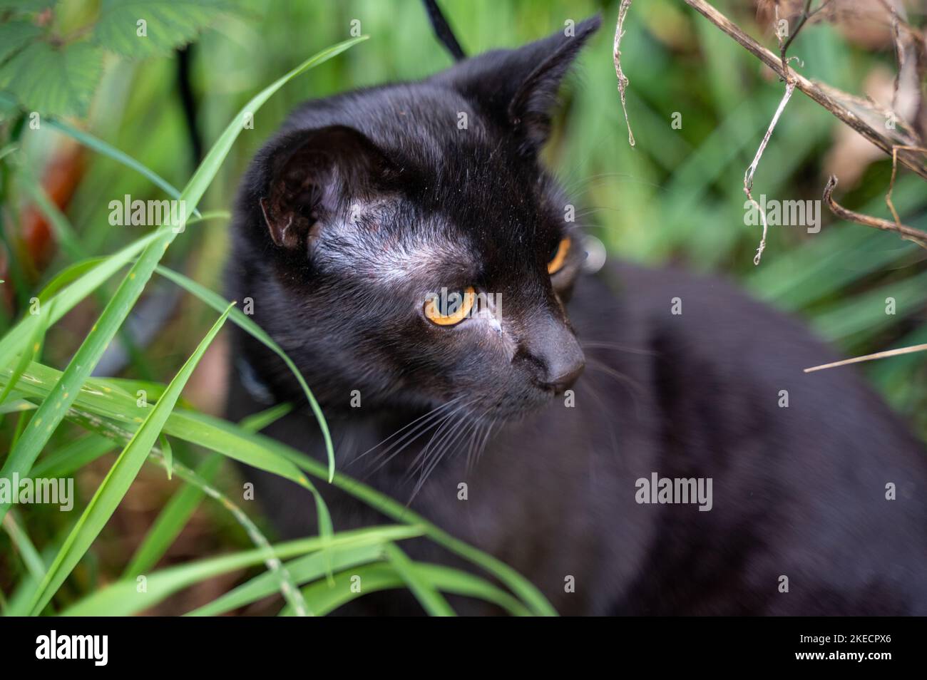 Black cat  sits in the green grass on a meadow Stock Photo