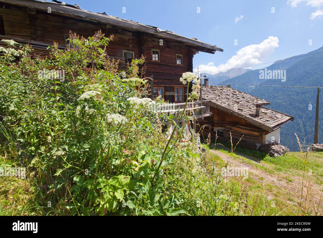 Mountain farm on steep mountain meadow in South Tyrol Ulten Valley Stock Photo
