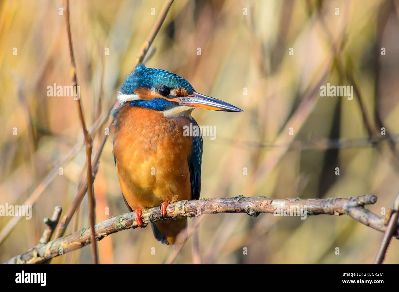 Female Kingfisher, Alcedo atthis, perched on a tree branch, blurred background Stock Photo