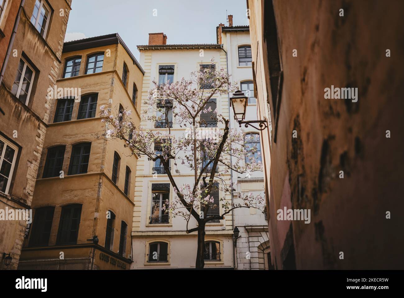 France, Lyon, apartment buildings, tree Stock Photo Alamy
