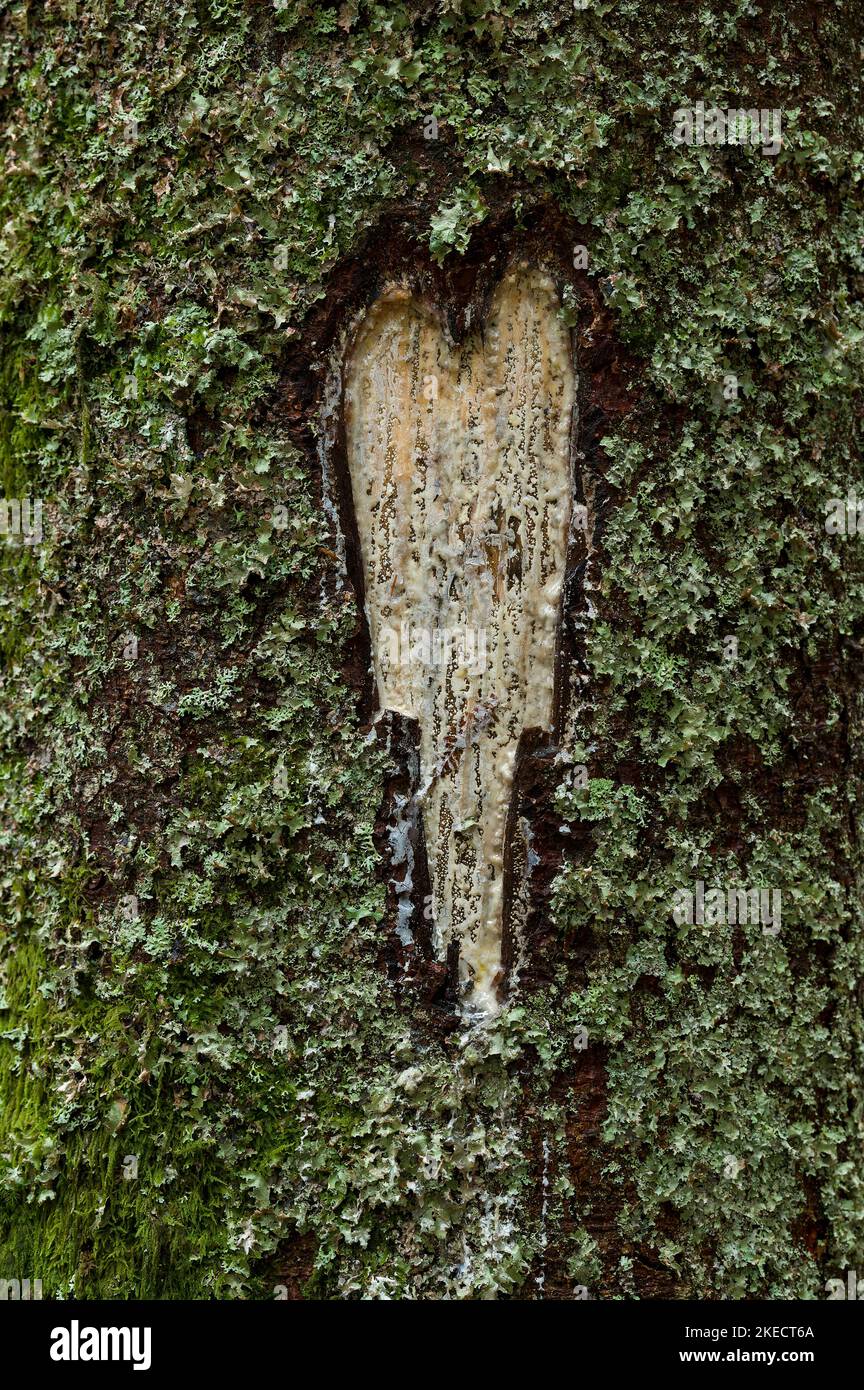 Resin flows from a heart-shaped wound of a tree trunk, bark overgrown with lichen and moss, France, Vosges Mountains Stock Photo