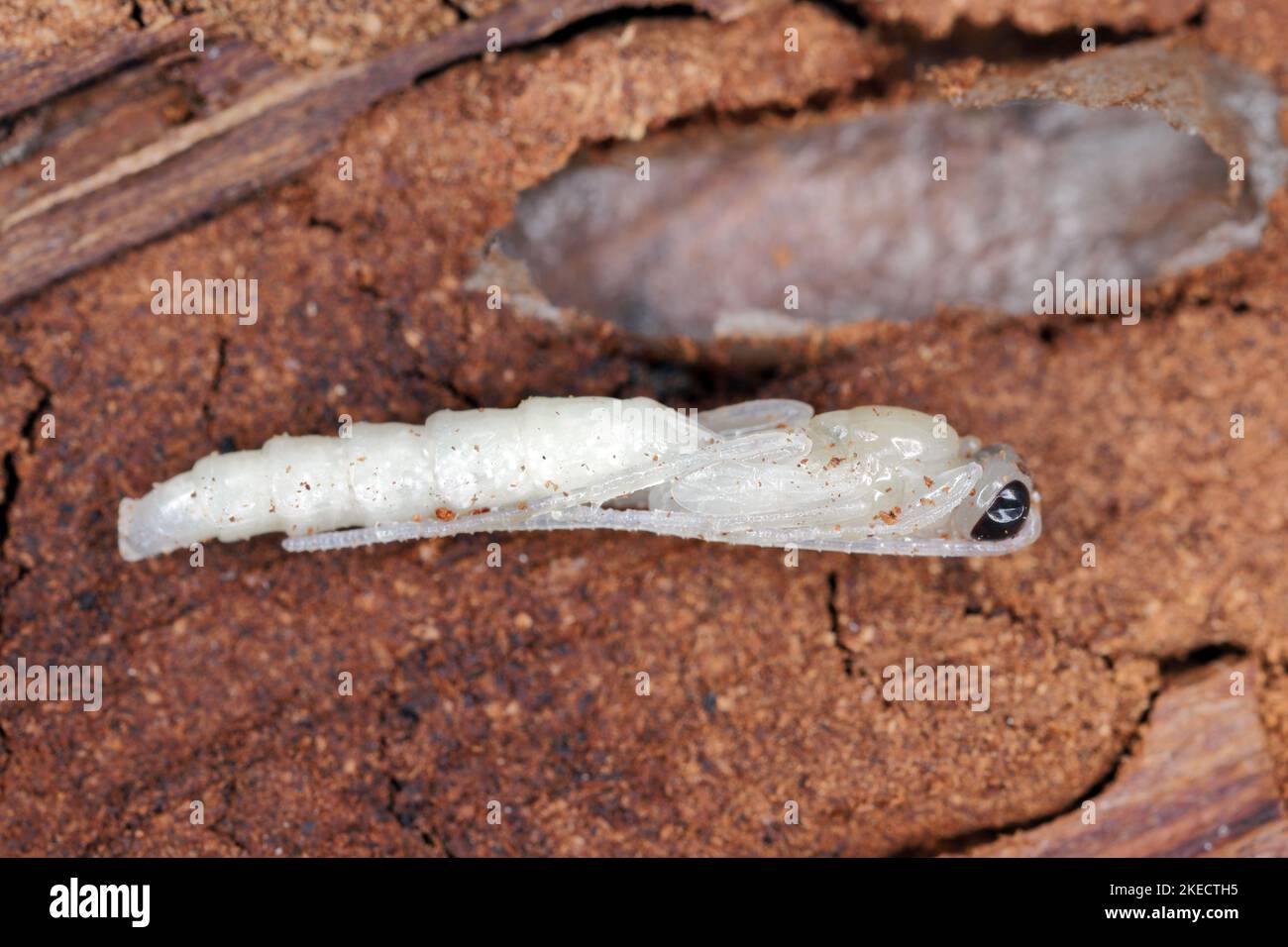 The pupa of a hymenopteran, parasitic wasp under the bark. Stock Photo