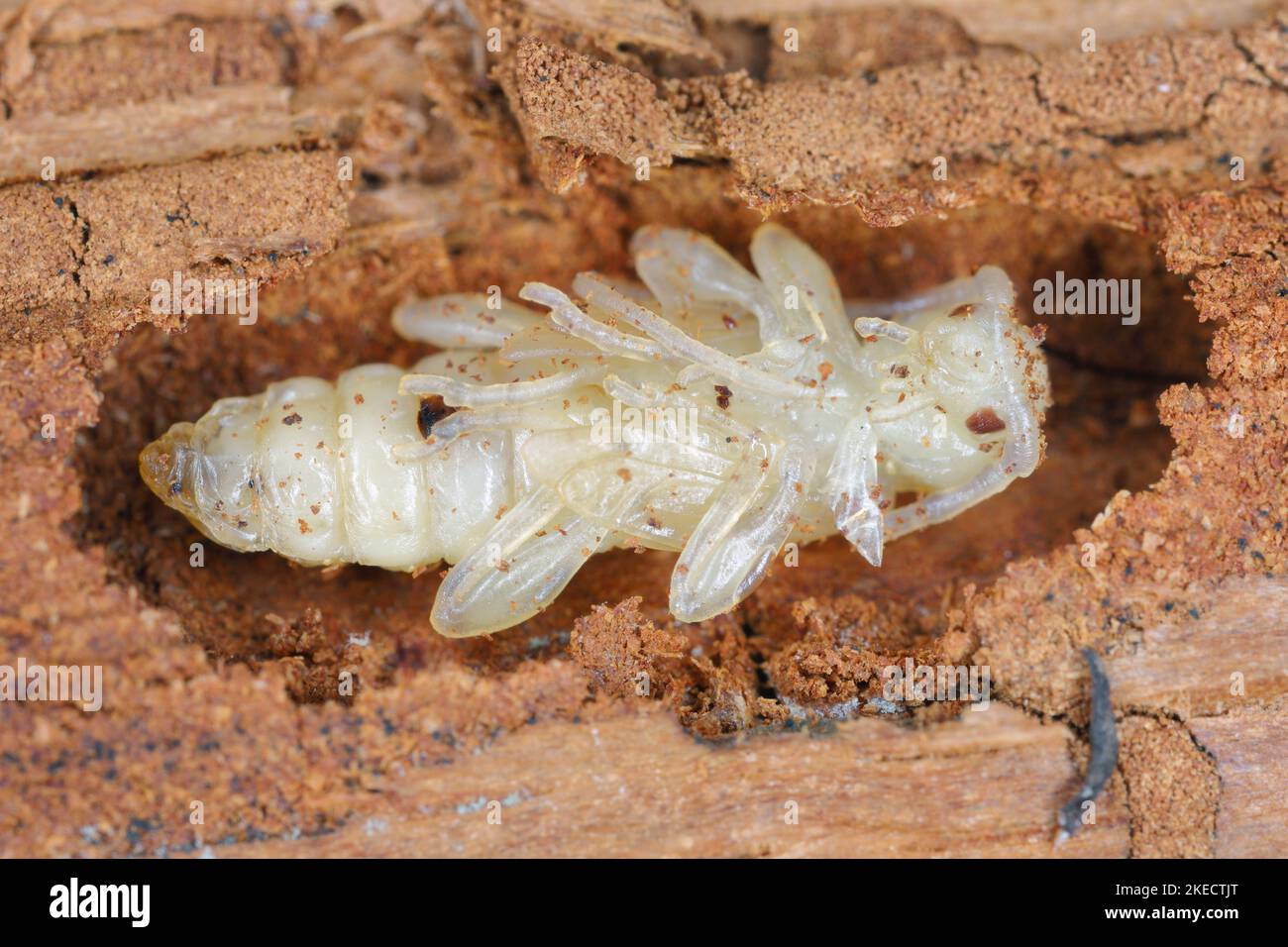 Pupae of the beetle from family Cerambycidae (longhorn beetles Stock ...