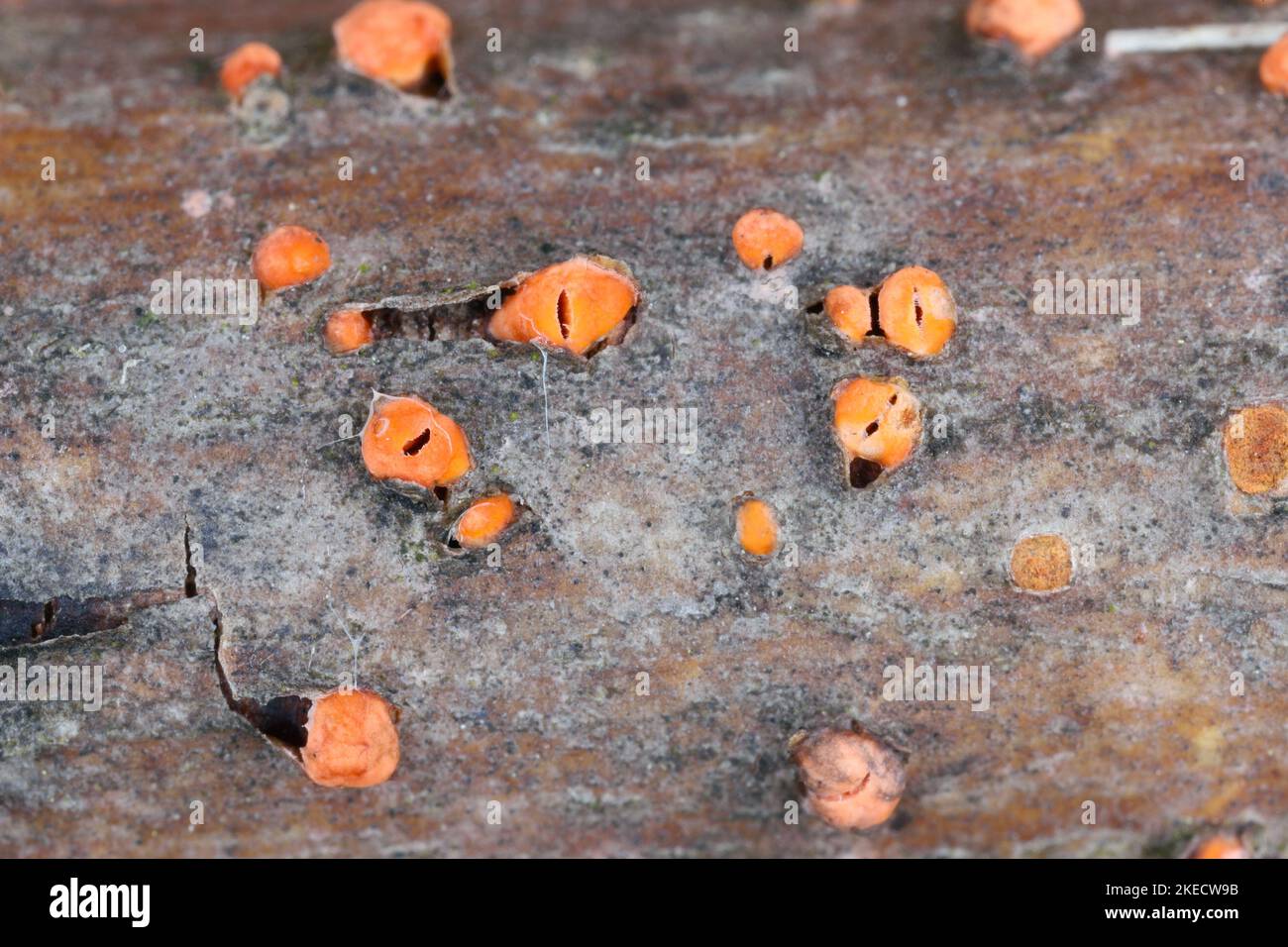 Nectria cinnabarina, also known as coral spot, is a plant pathogen that causes cankers on broadleaf trees. Stock Photo