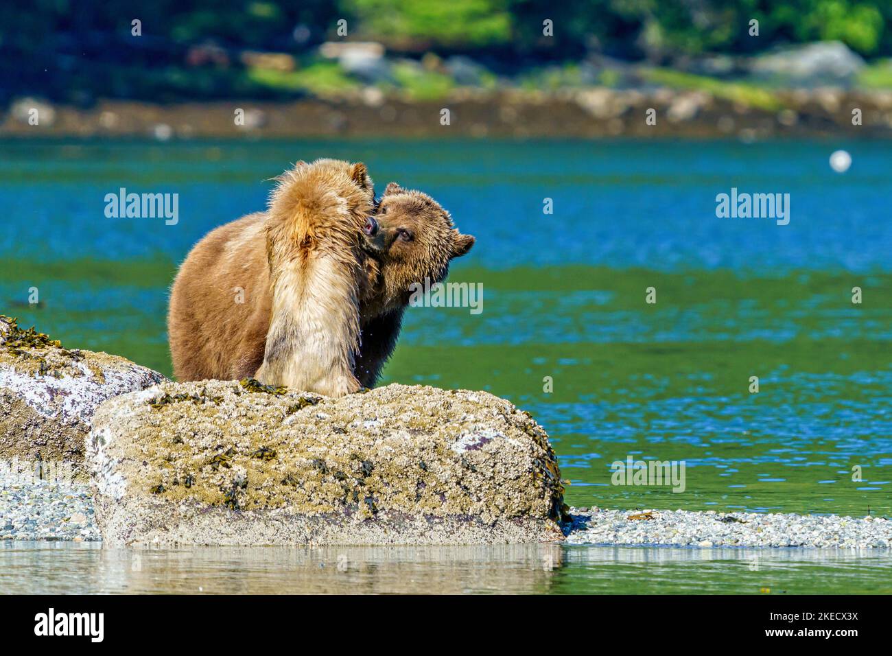 Grizzly bear mom with her cub (2nd year) playing along the low tideline in Knight Inlet, First Nations Territory, Traditional Territories of the Kwakw Stock Photo