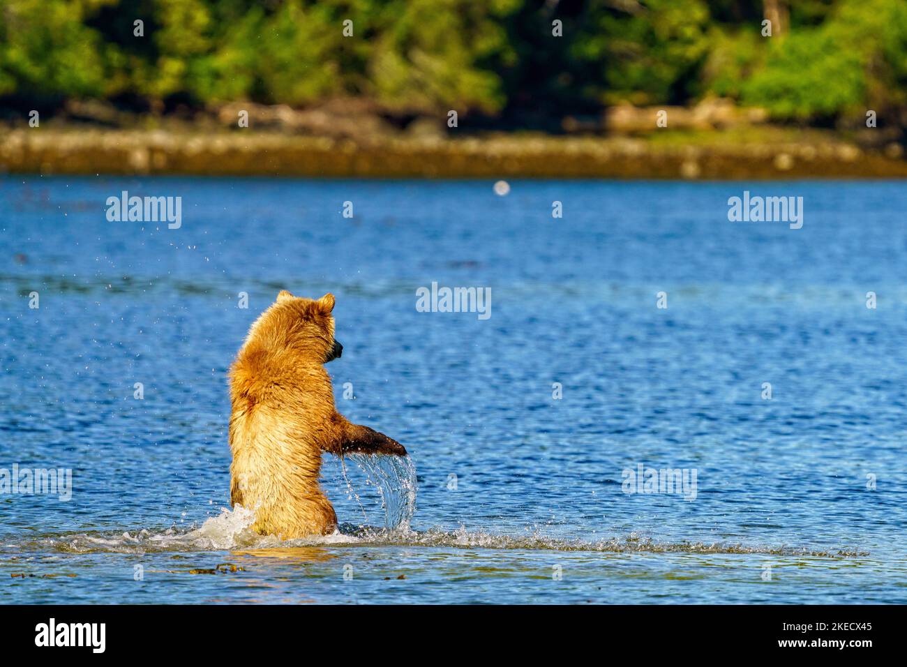 1.5 year old grizzly bear cub chasing shadows along the shoreline of Knight Inlet, First Nations Territory, Traditional Territories of the Kwakwaka'wa Stock Photo