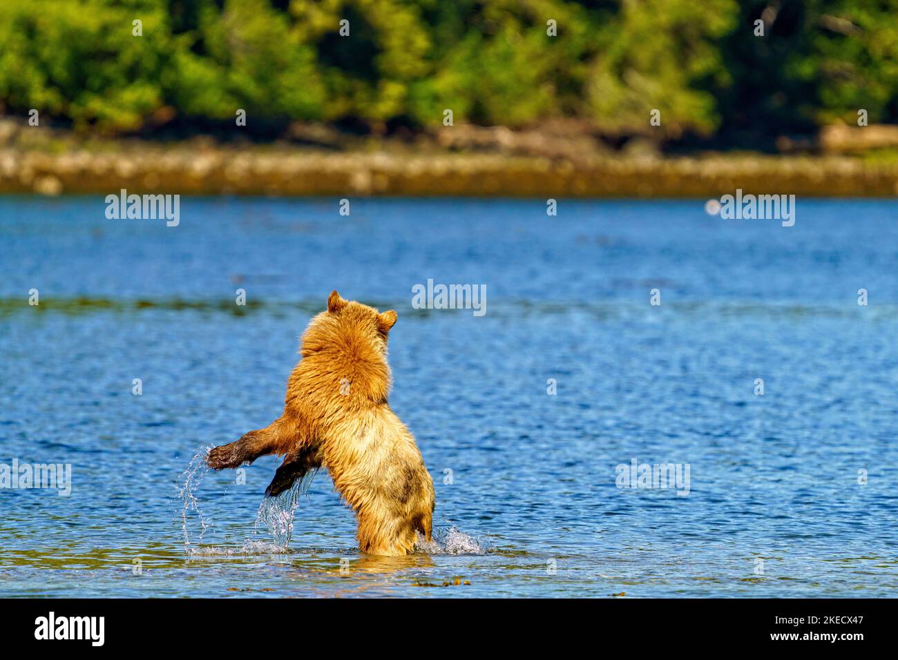 1.5 year old grizzly bear cub chasing shadows along the shoreline of Knight Inlet, First Nations Territory, Traditional Territories of the Kwakwaka'wa Stock Photo