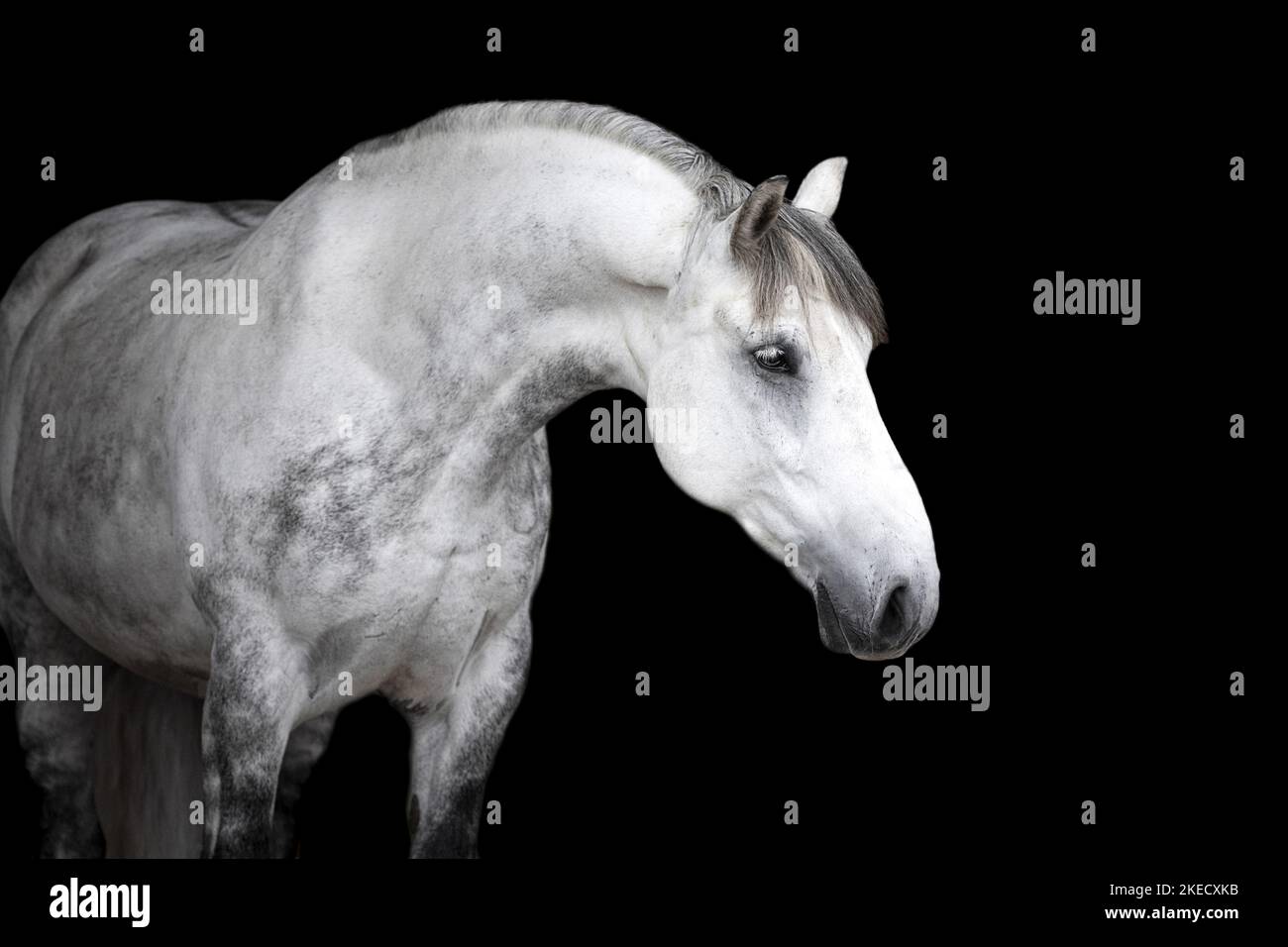 Ipl Inzza Lipizzan cross hi-res stock photography and images - Alamy