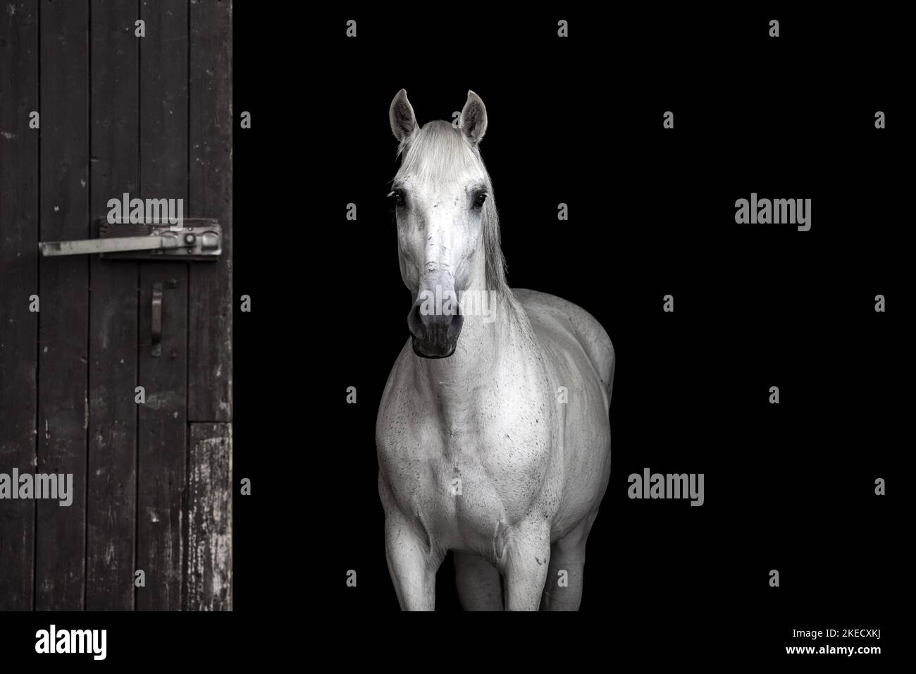 Pura Raza Espanola Portrait Stock Photo Alamy