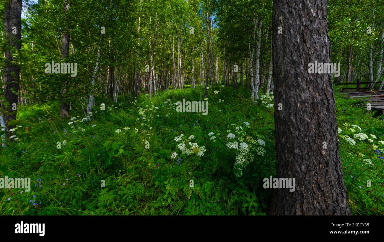 A low-angle of forest cabin with white flowers and bushes, big trees ...
