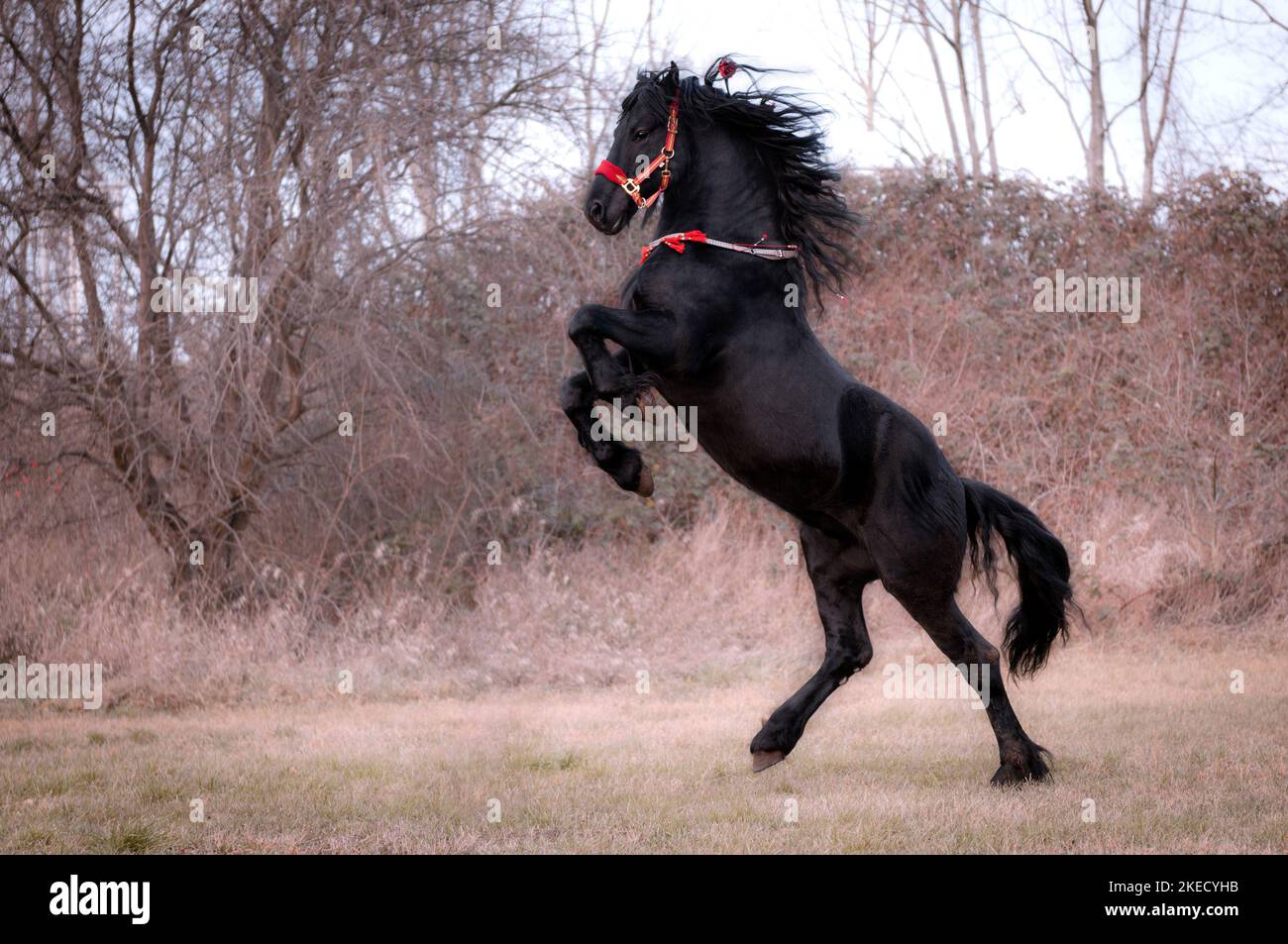 rising Friesian Horse Stock Photo