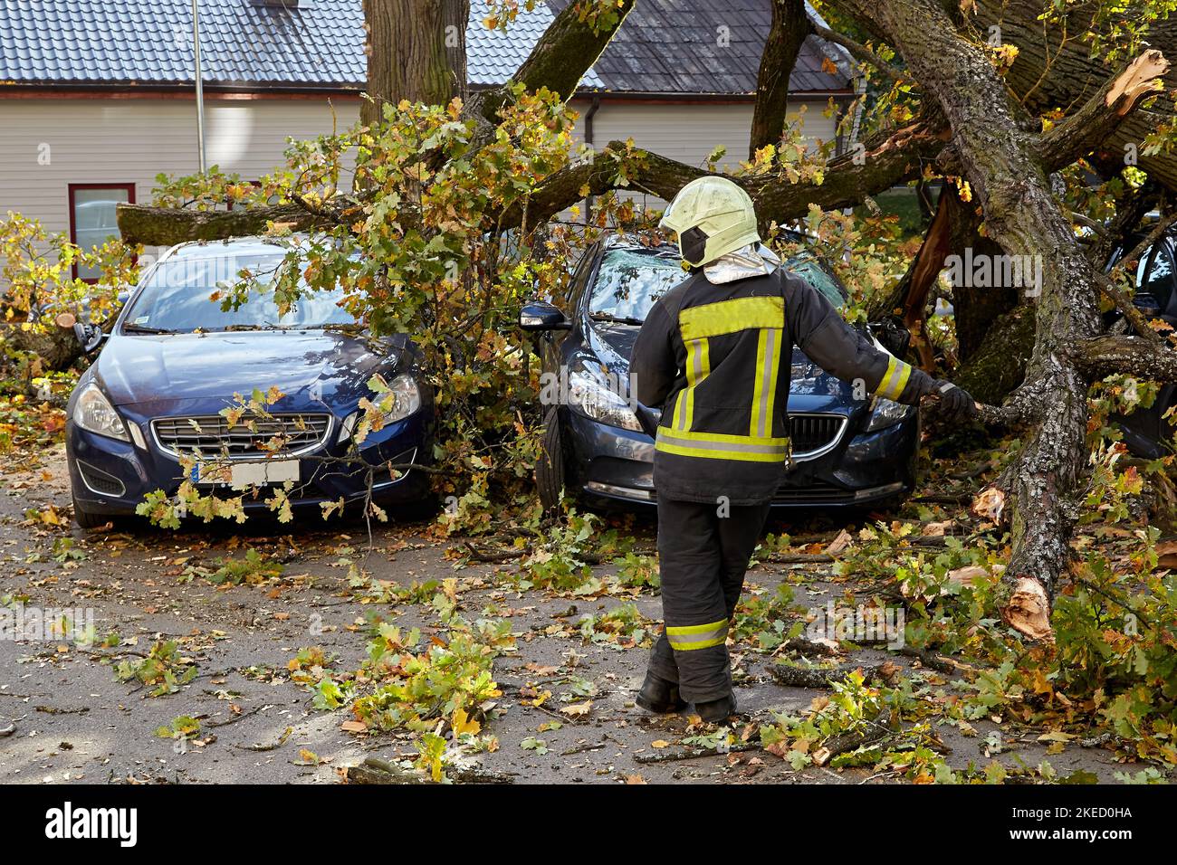 October 10, 2021,Riga Latvia: a strong wind broke a tree that fell on a ...