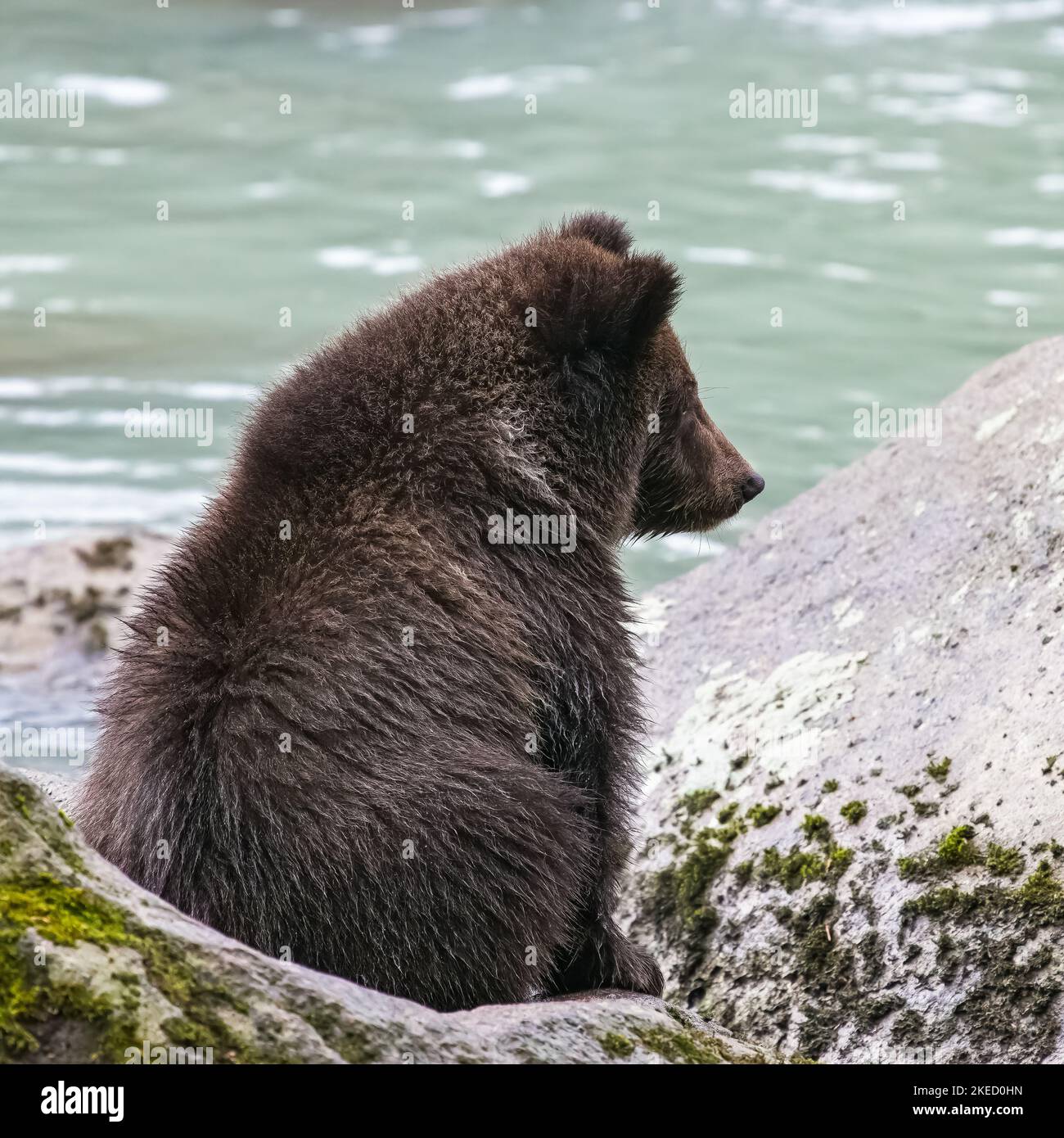 A young grizzly standing on a rock in the river in Alaska, close ...