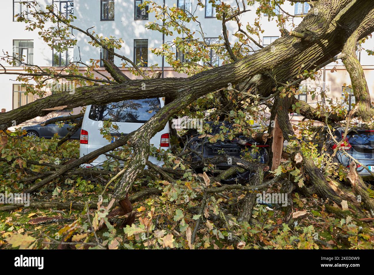 October 10, 2021,Riga Latvia: a strong wind broke a tree that fell on a ...