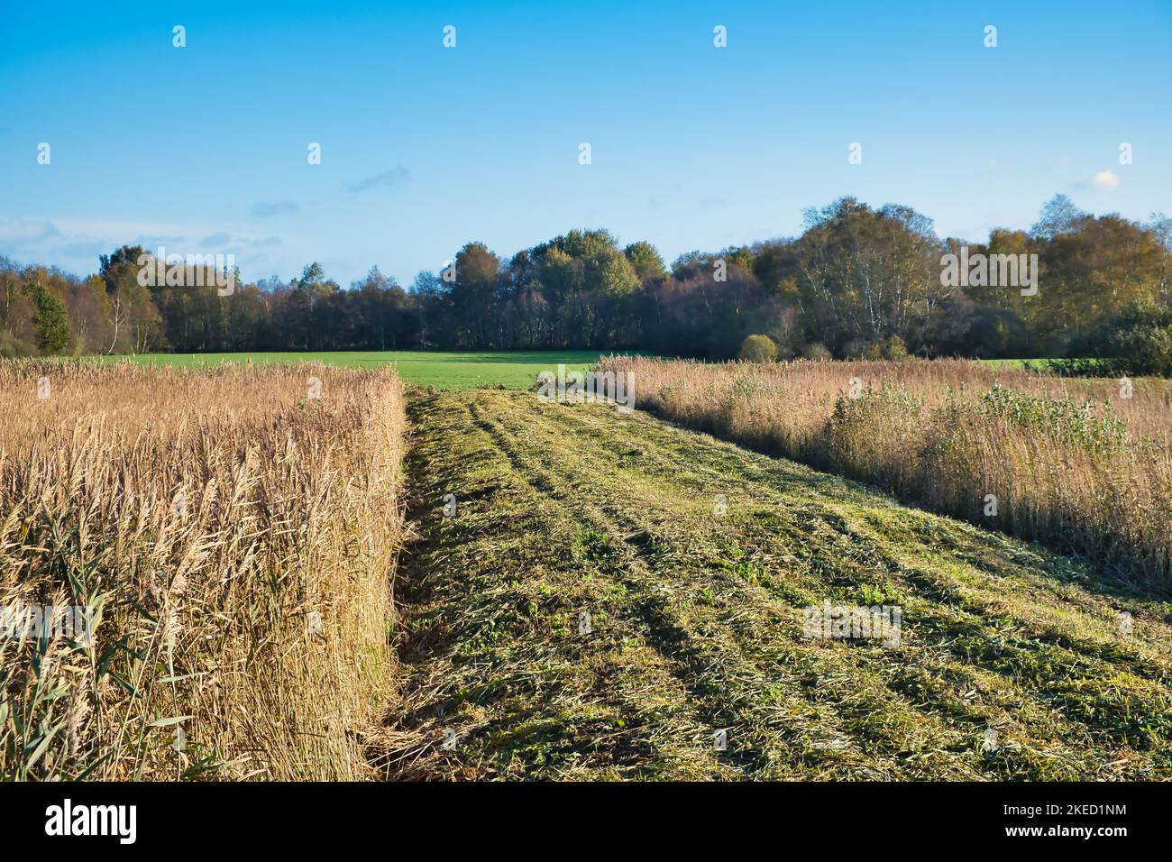 Reedland, grassland and swamp forest in National Park WeerribbenWieden