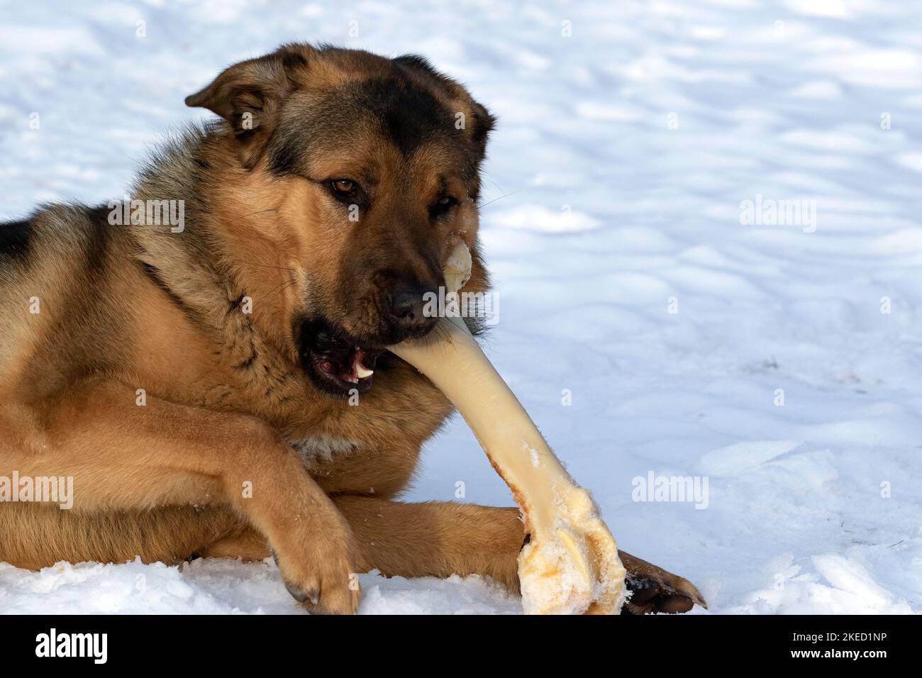 A happy dog gnawing a fresh beef bone. The best safe bones for dogs are unprocessed cattle bones. The dog is crossbreed of Tibetian mastiff and German Stock Photo