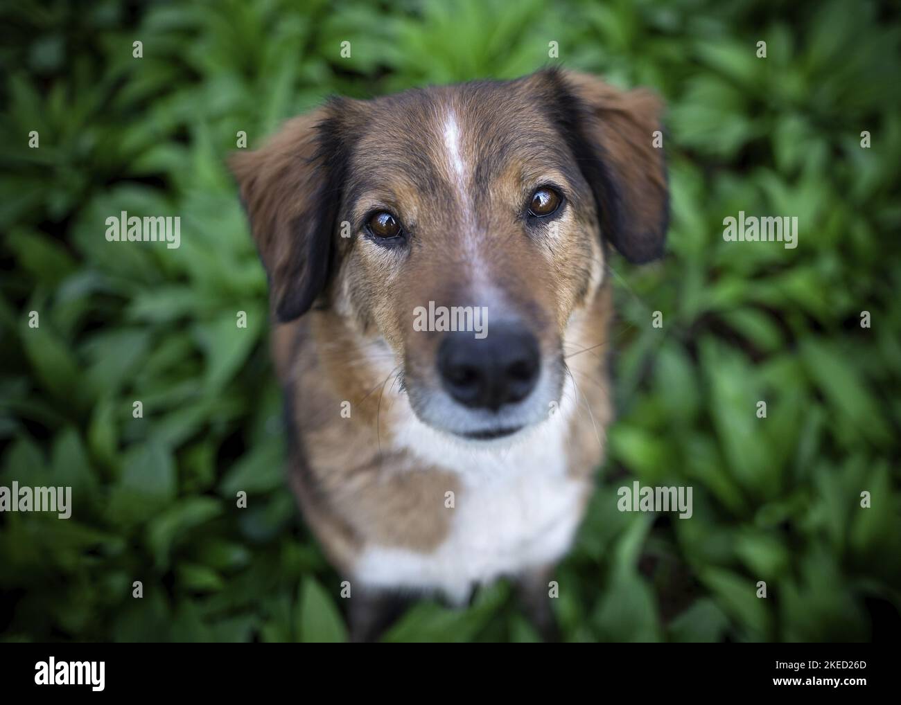 Austrian pinscher summer hi-res stock photography and images - Alamy