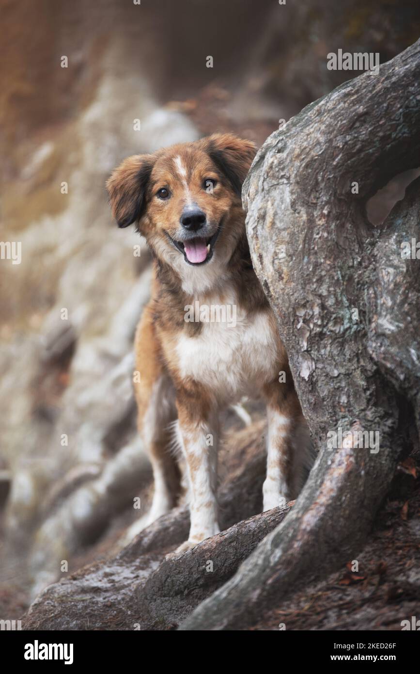 Shepherd tree roots hi-res stock photography and images - Alamy