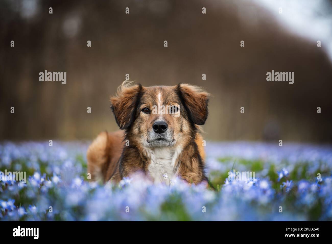 Austrian short haired pinscher hi-res stock photography and images - Alamy