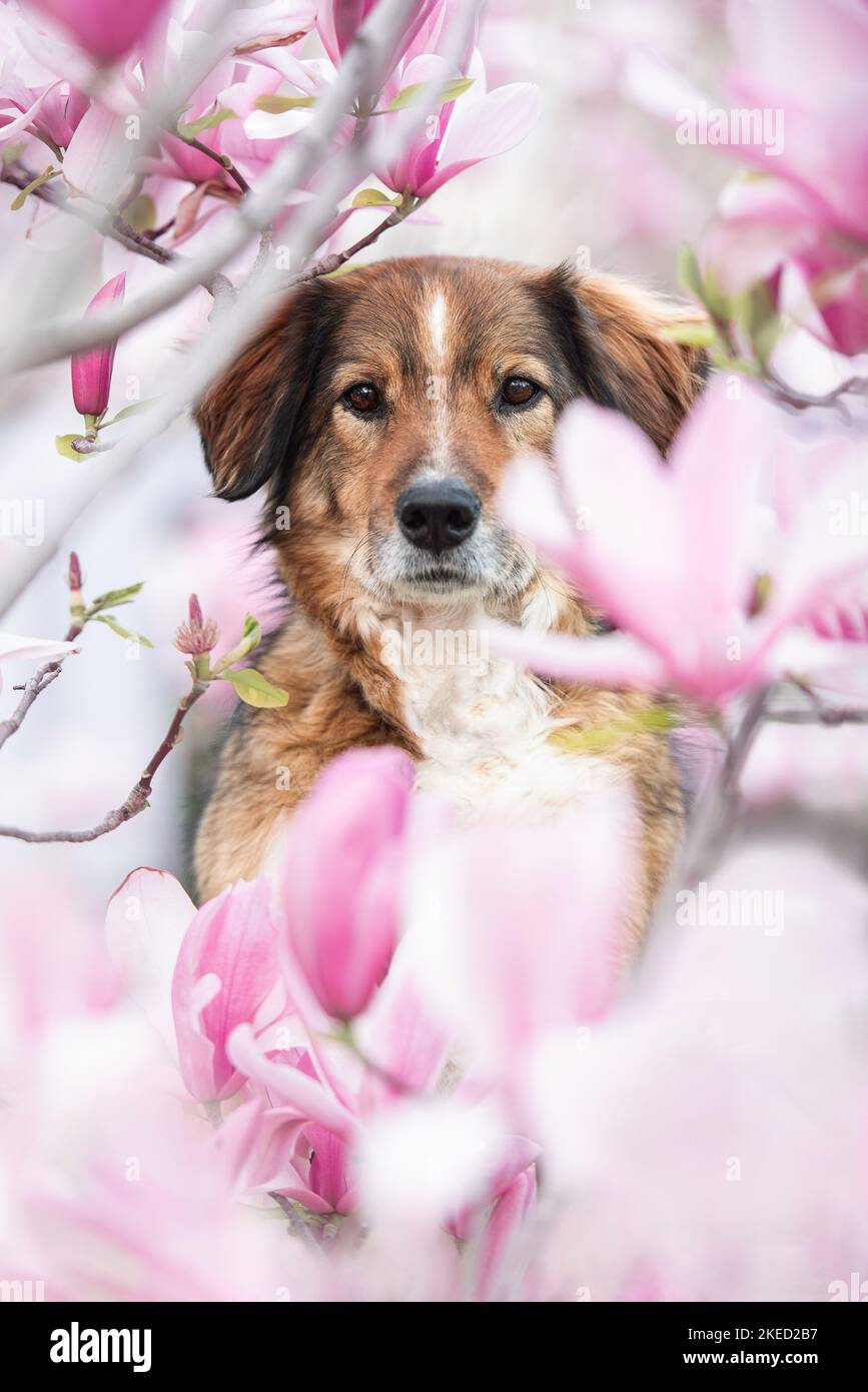 Austrian dog breed hi-res stock photography and images - Alamy