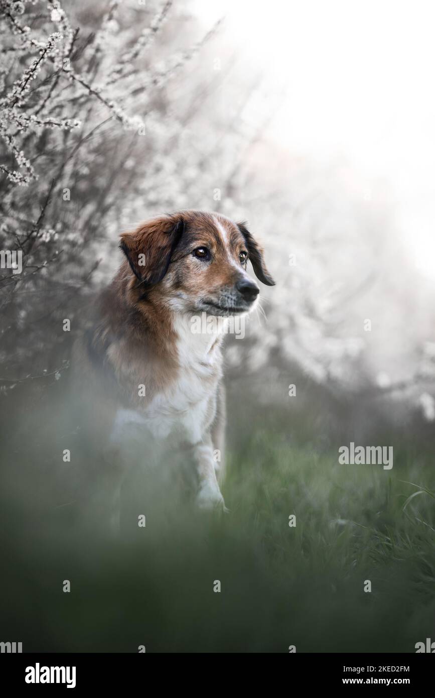 Austrian short haired pinscher hi-res stock photography and images - Alamy